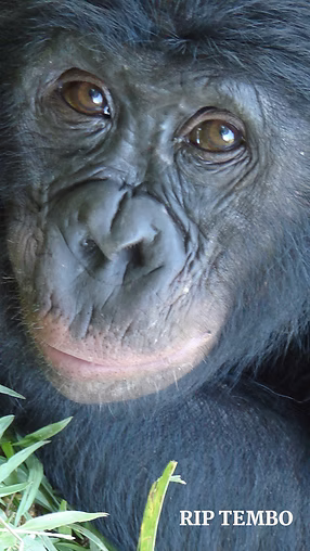 A close up image of a bonobo