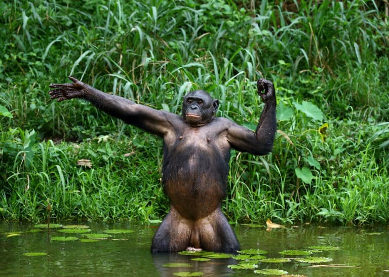 A bonobo wades in water and stretches their arms at Lola ya Bonobo Sanctuary