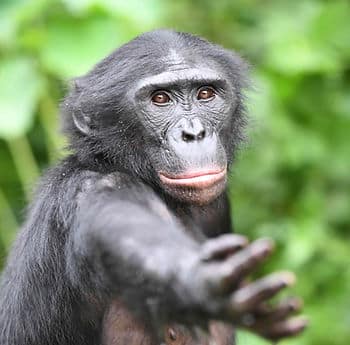 A bonobo at Lola ya Bonobo Sanctuary in the Dr Congo reaches out their hand.