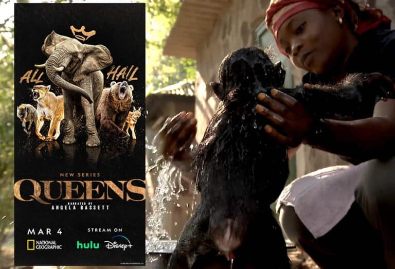 'Queens' National Feogrpahic promotional image laid on top of a film clip showing a human bathing a baby bonobo
