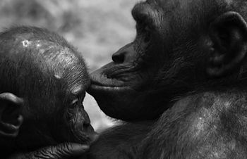 A bonobo ape mother kisses their baby at Lola ya Bonobo Sanctuary in the DR Congo.