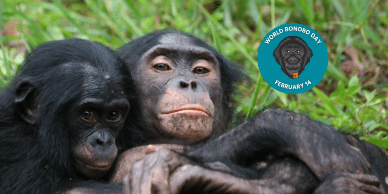 Two bonobo apes hug at Lola ya Bonobo Sanctuary