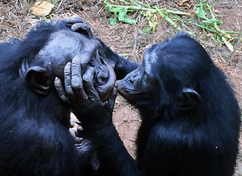 Two bonobos kiss at Lola ya Bonobo Sanctuary in the DR Congo.