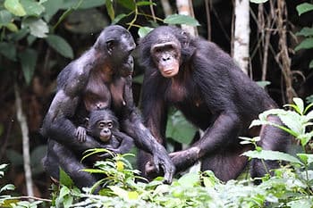 2 Adult bonobos and a baby bonobo ape huddle in the forest of the DR Congo.