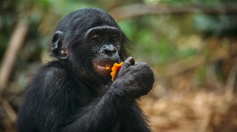 Bonobo eating a piece of fruit