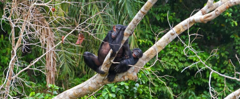 Two bonobos together in a tree