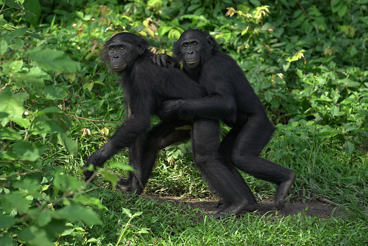 2 Bonobos walking together at Lola ya Bonobo Sanctuary in DR Congo, Photo by Leon Haberkorn