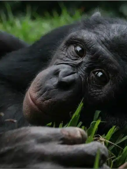 Close up image of a bonobo lying on its side 
