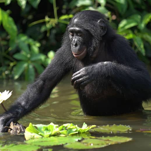 Bonobo calmly wading in the water