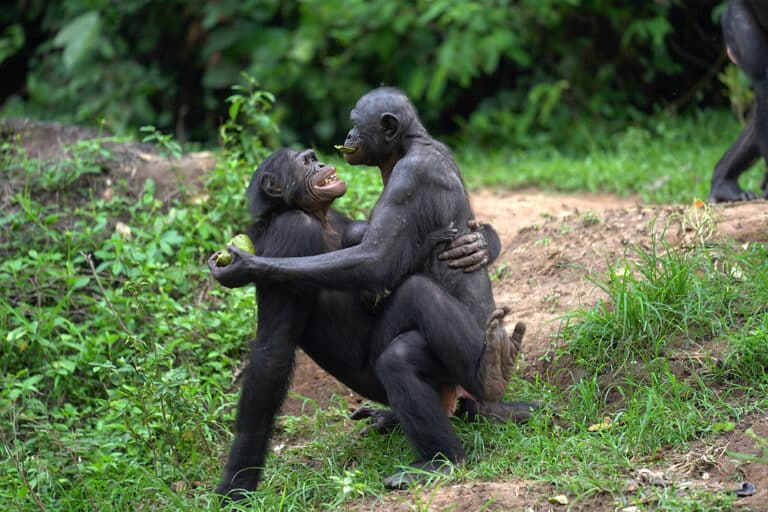 Two bonobos playing together