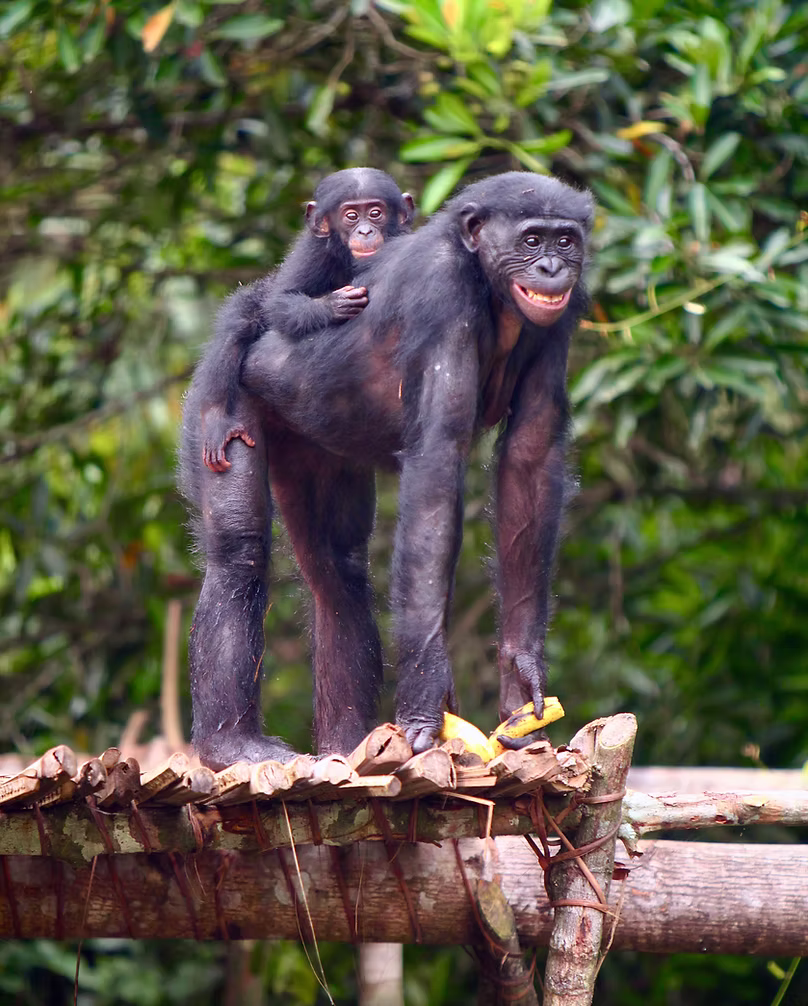 A smiling bonobo carrying a baby bonobo on her back