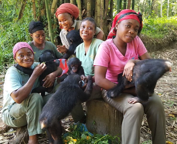 Four women in vibrant shirts sit in a forest, each cradling playful young bonobos, smiling amid lush green bamboo.