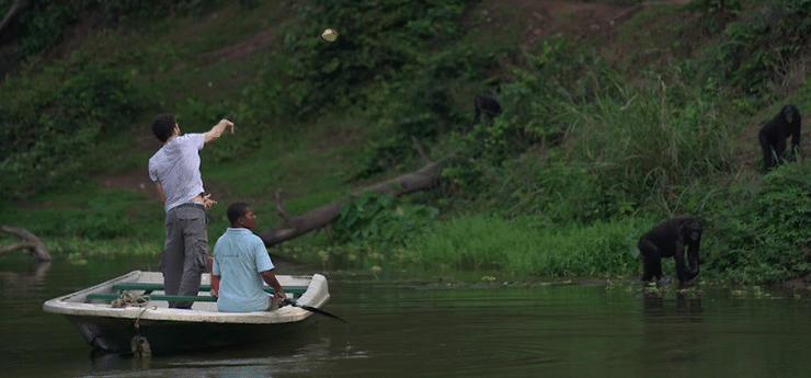 Two people on a boat in a lush river, with one person standing and tossing food towards bonobos on the green riverbank.