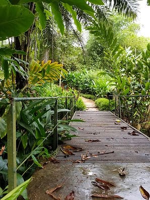 Leaf-covered wooden bridge in a lush tropical garden with dense green foliage.