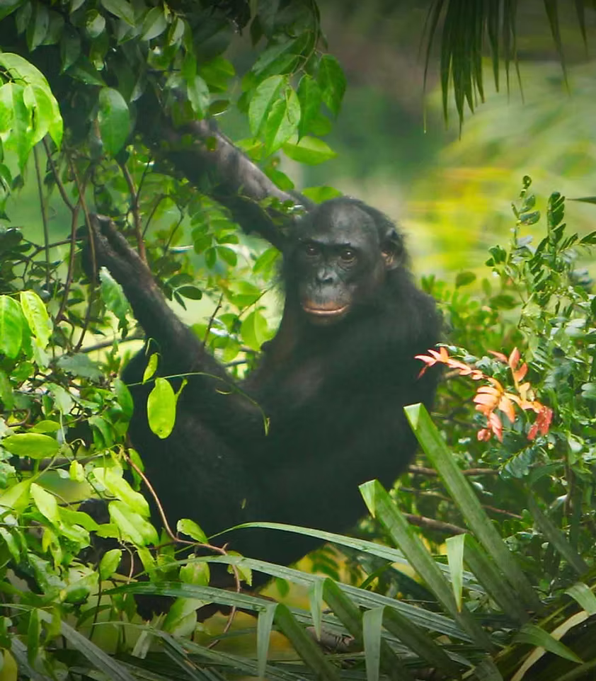 A bonobo holding branches surrounded by greenery