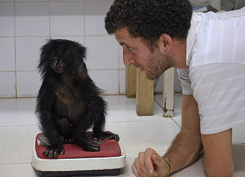 Veterinarian leaning down to look at a baby bonobo on a weighing scale