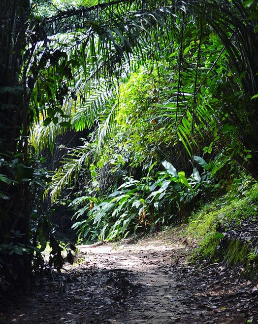 A trail through the forest at Lola ya Bonobo sanctuary