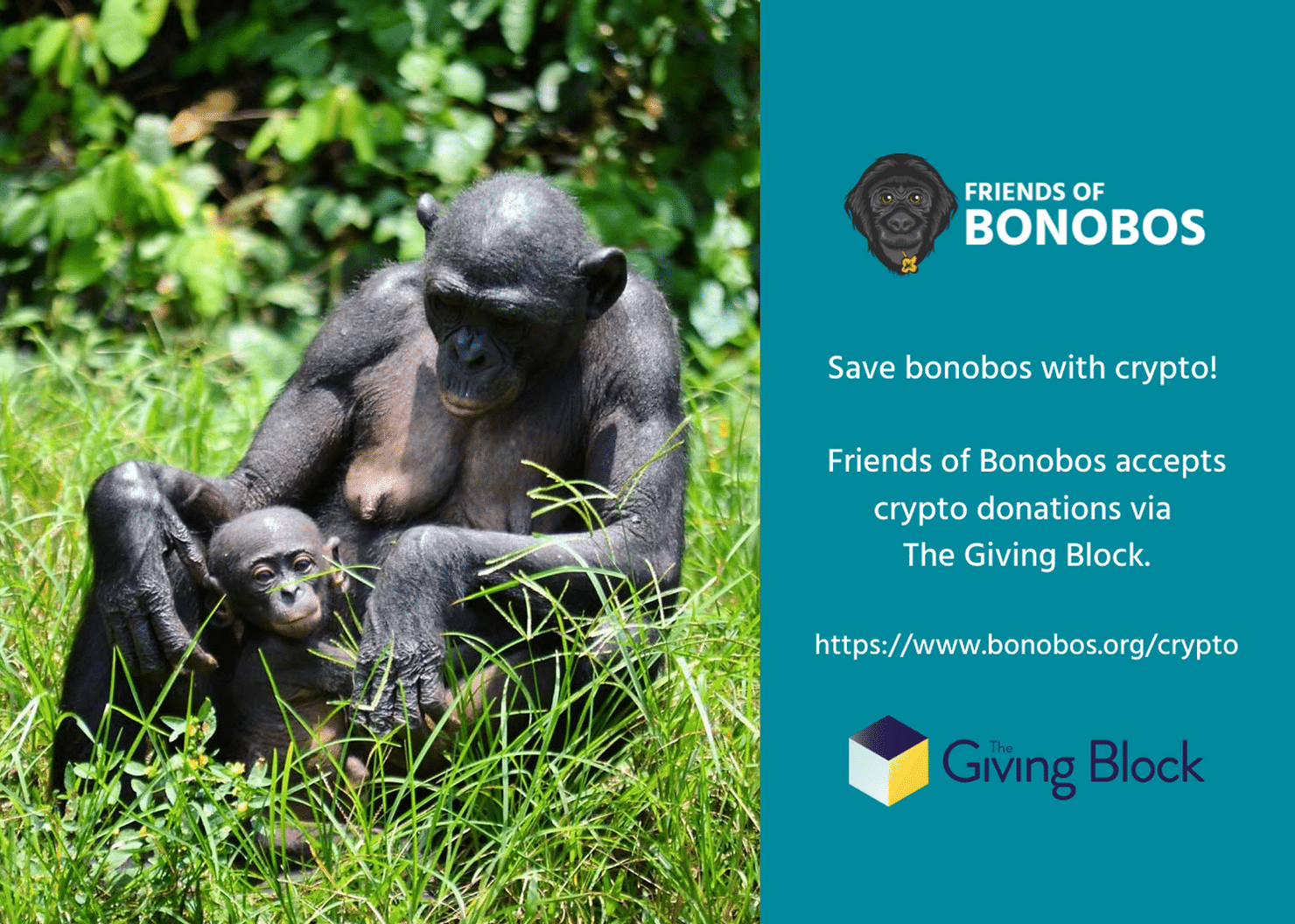 Bonobo siting with her baby in her lap with text about how to give cryptocurrency to Friends of Bonobos