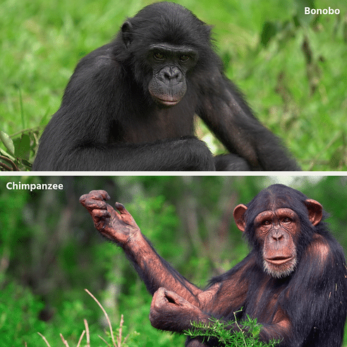 Top: Bonobo sitting in green foliage. Bottom: Chimpanzee raising arm in lush setting. Both appear calm. Text labels: "Bonobo", "Chimpanzee".