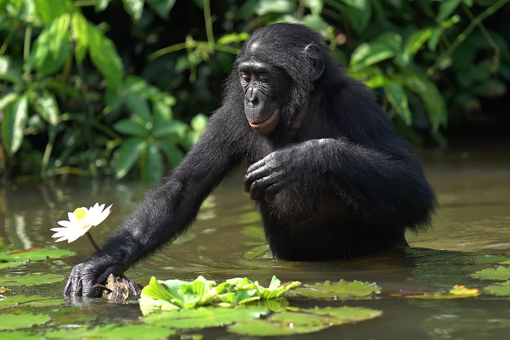 A bonobo wades in water and picks a lily