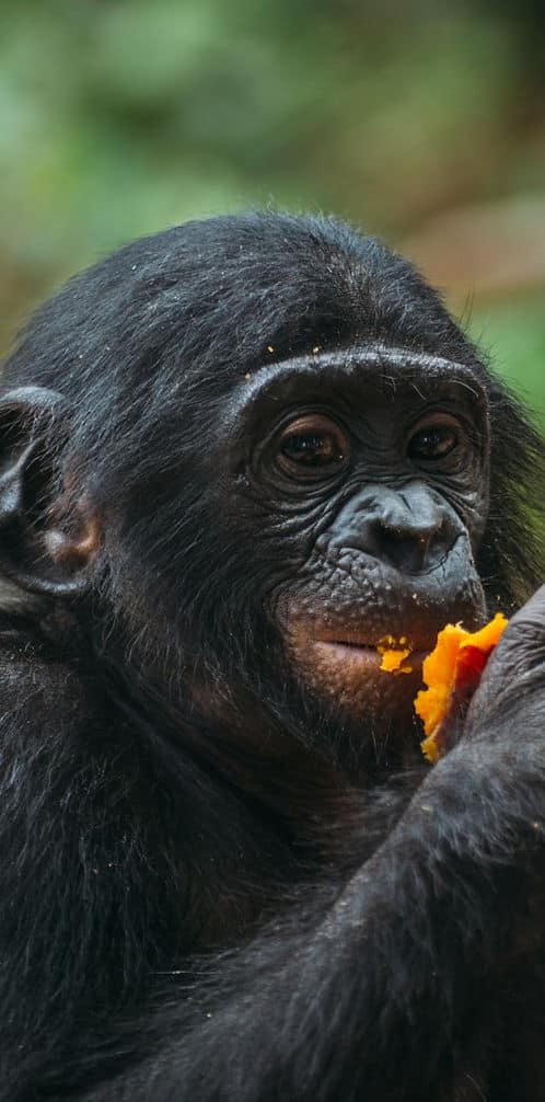 Closeup of a bonobo eating papaya