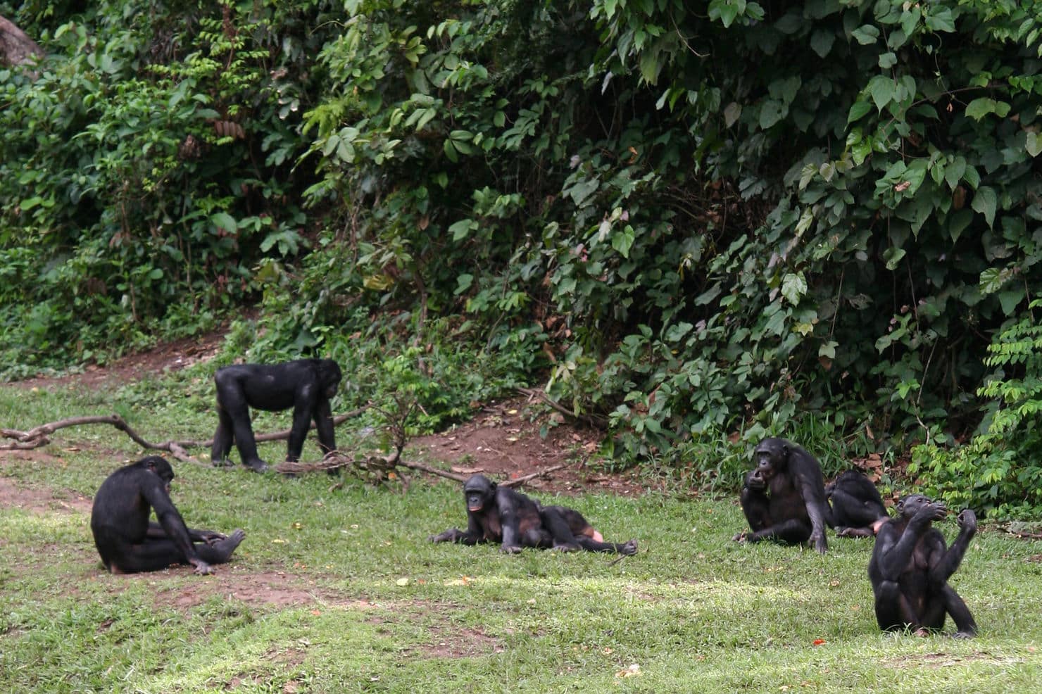 Five bonobos in a lush, green forest, some lounging, others sitting or walking on grass. Dense foliage forms the background. Mood is calm.
