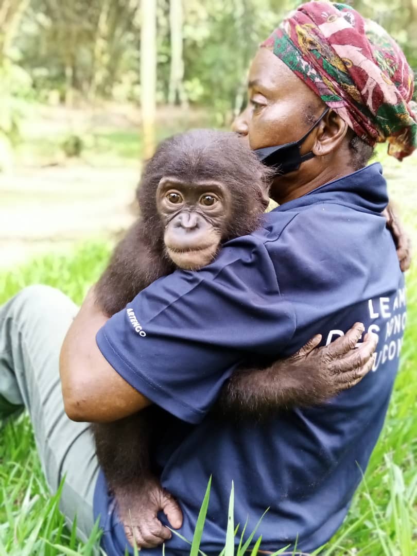 Omanda, a baby bonobo orphan, being held by a caregiver wearing a mask to prevent illness.