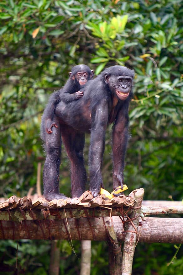 Adult bonobo with a baby on its back stands on a wooden platform in a lush green forest, both appearing relaxed and content.