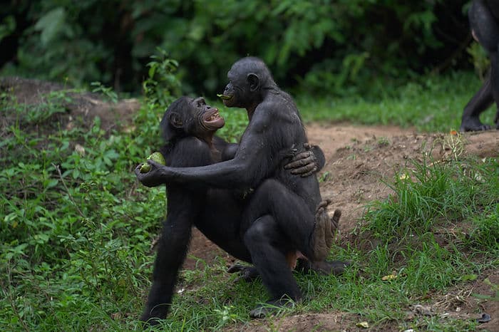 Bonobo couple engaging in socio-sexual contact