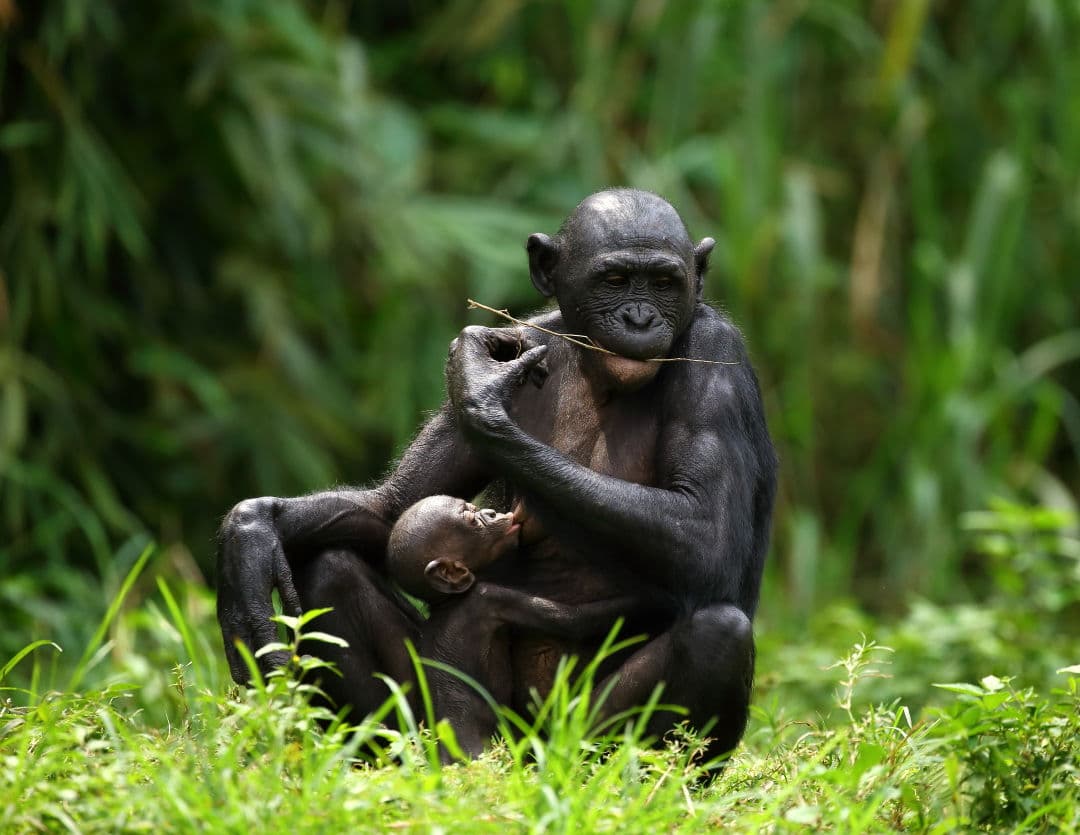 Bonobo mother and nursing baby