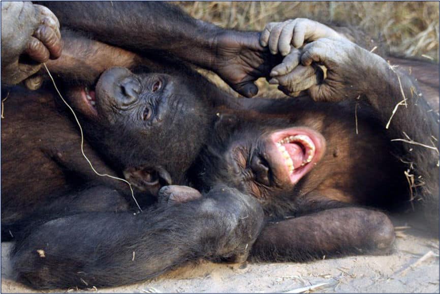 bonobos lying on the ground laughing having fun