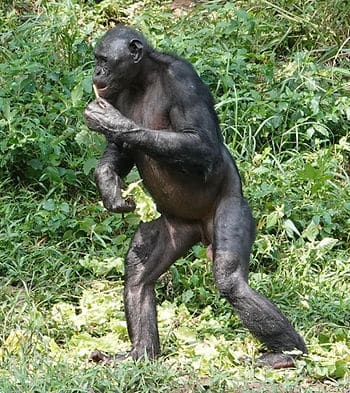 Visitors to Lola see bonobos in semi-wild forest enclosures. Photo by Jeannette De Wyze
