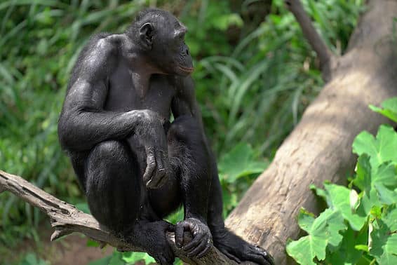 A bonobo sits thoughtfully on a tree branch surrounded by green foliage, under soft sunlight, in a serene forest setting.