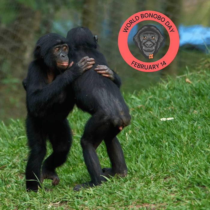 Two bonobos hugging World Bonobo Day Feb. 14 logo