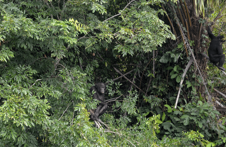 Two rewilded bonobos sit in trees in Ekolo ya Bonobo Community Reserve in the DR Congo