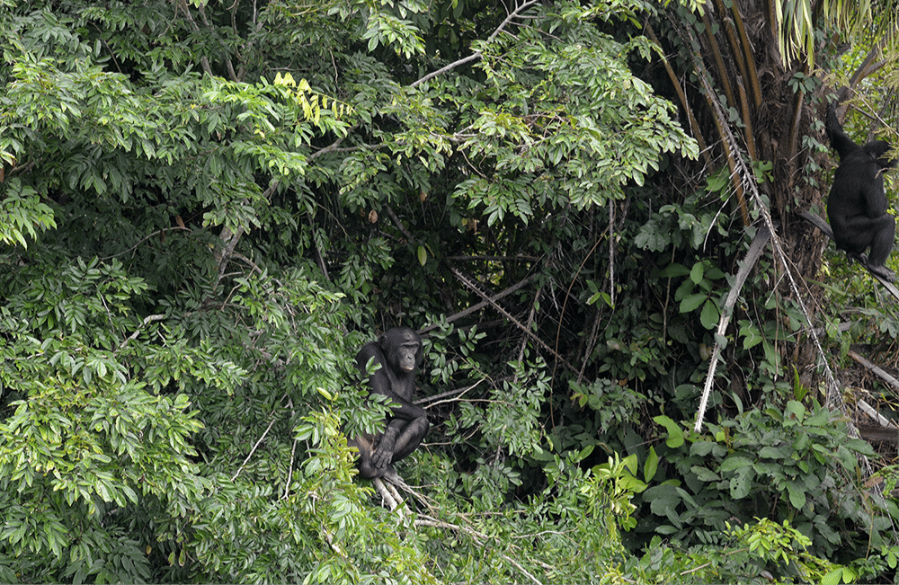 Two rewilded bonobos sit in trees in Ekolo ya Bonobo Community Reserve in the DR Congo