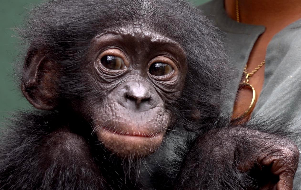 A close-up of a baby bonobo face.