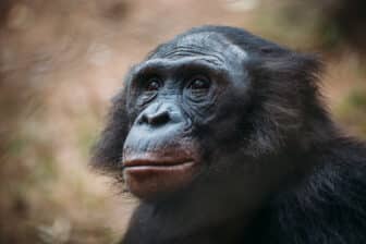 A close up photo of a bonobo