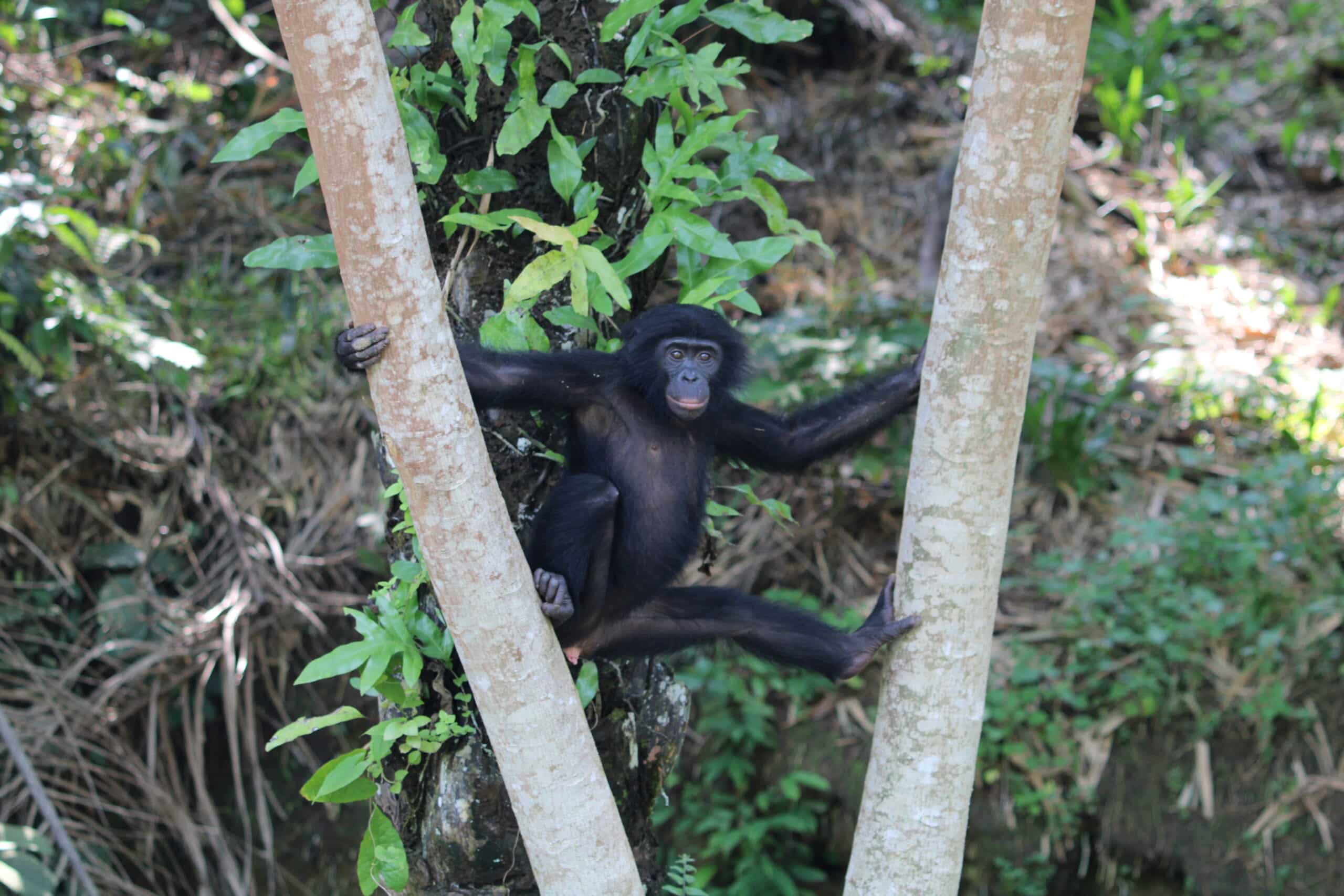 Bonobo balancing between two trees