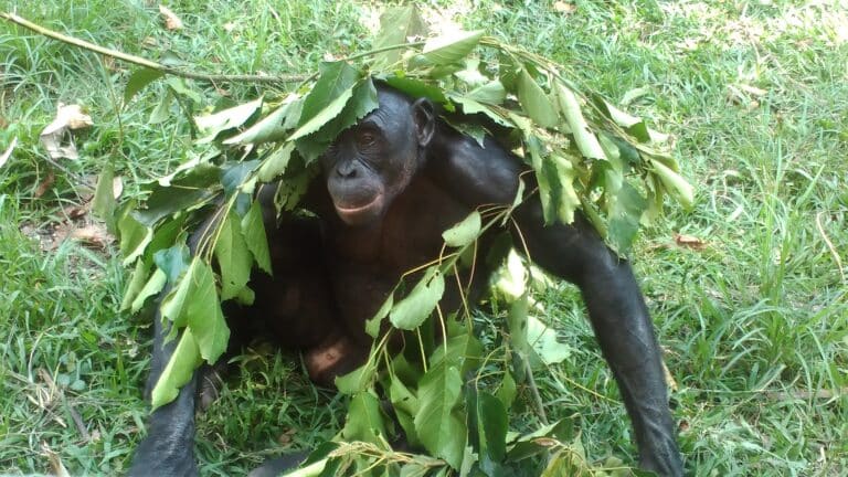 Bonobo playing with leaves on his head