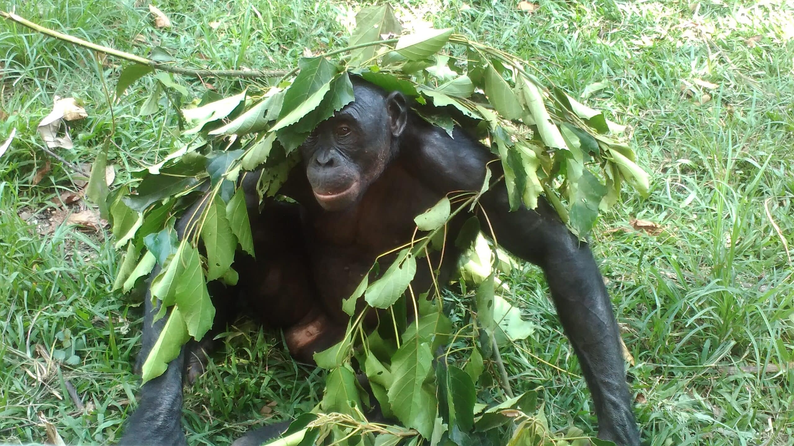 Bonobo playing with leaves on his head