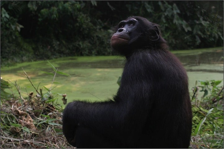 A bonobo sitting in profile and looking up.