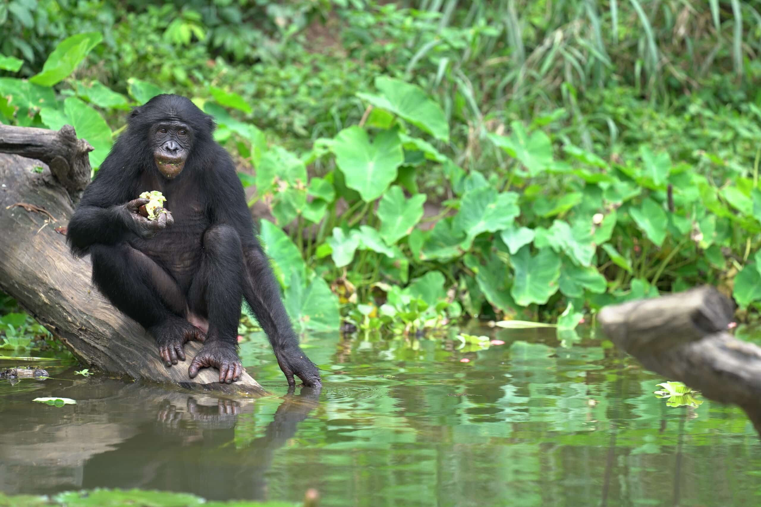 Bonobo sitting on tree near water