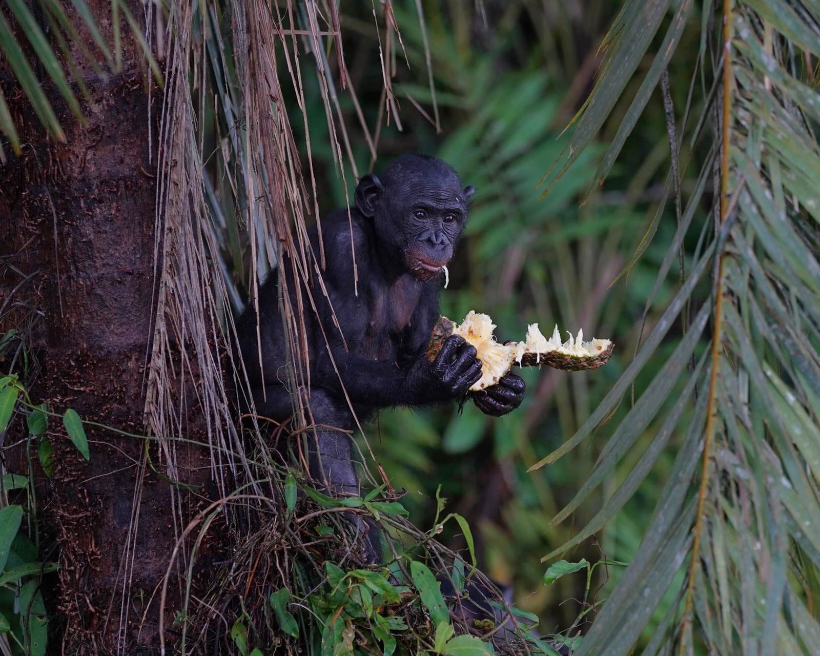 A bonobo eating a pineapple to show what stock gifts support.
