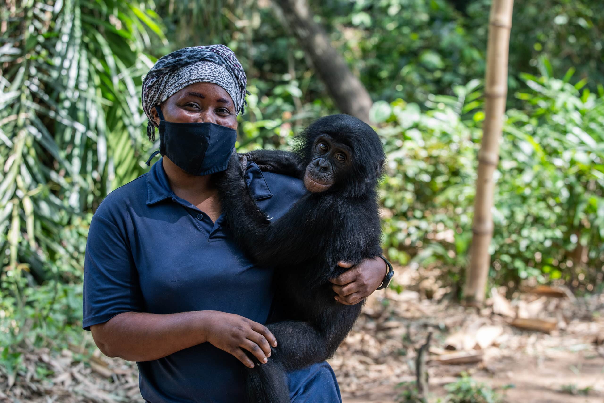 A caregiver who is wearing a face mask holds a juvenile bonobo orphan.