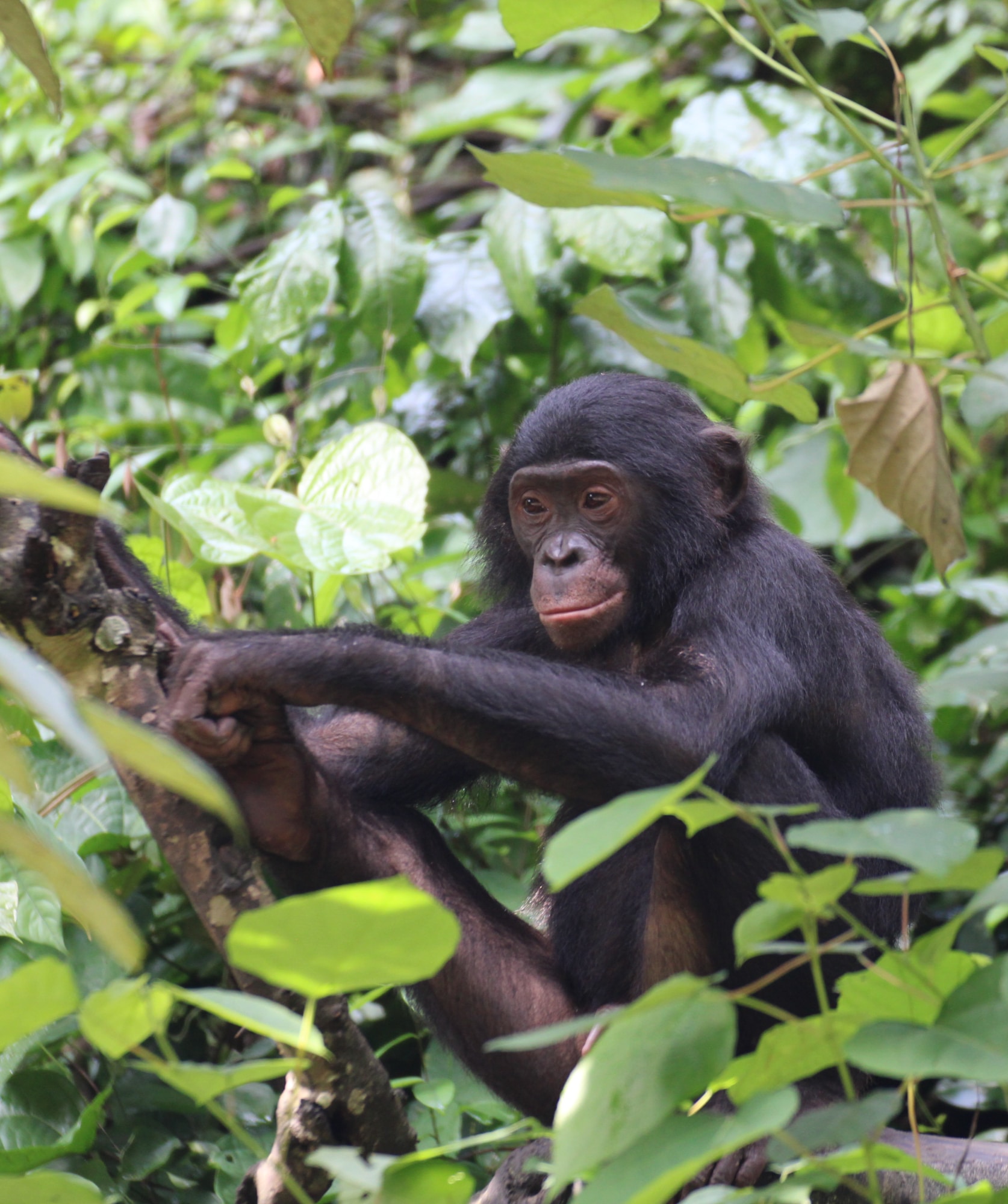 Diyoko bonobo in tree at Lola 2023_Lara Zanutto