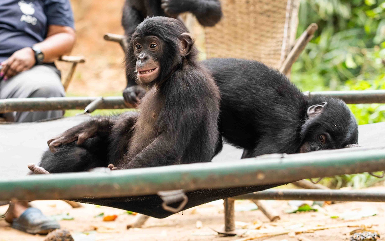 A young bonobo orphan sitting on a trampoline