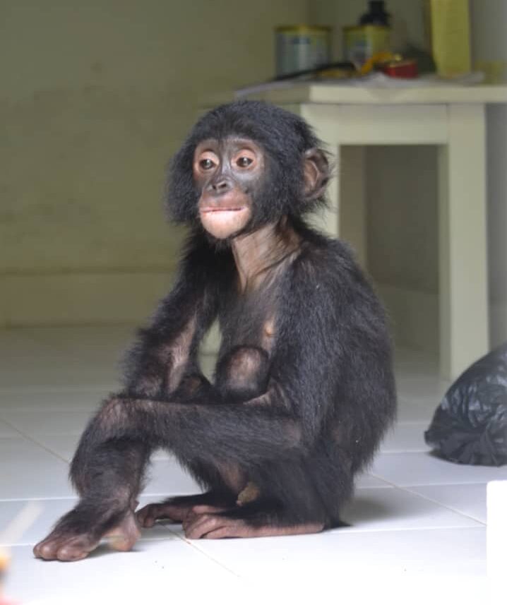 A young bonobo sitting alone with a sad expression