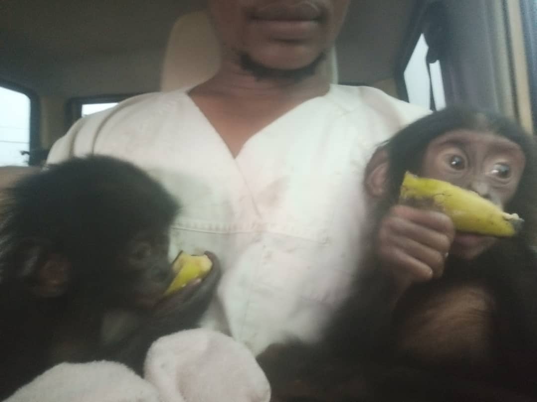 Dr. Jonas holding rescued Bonobos Lombo and Lenda