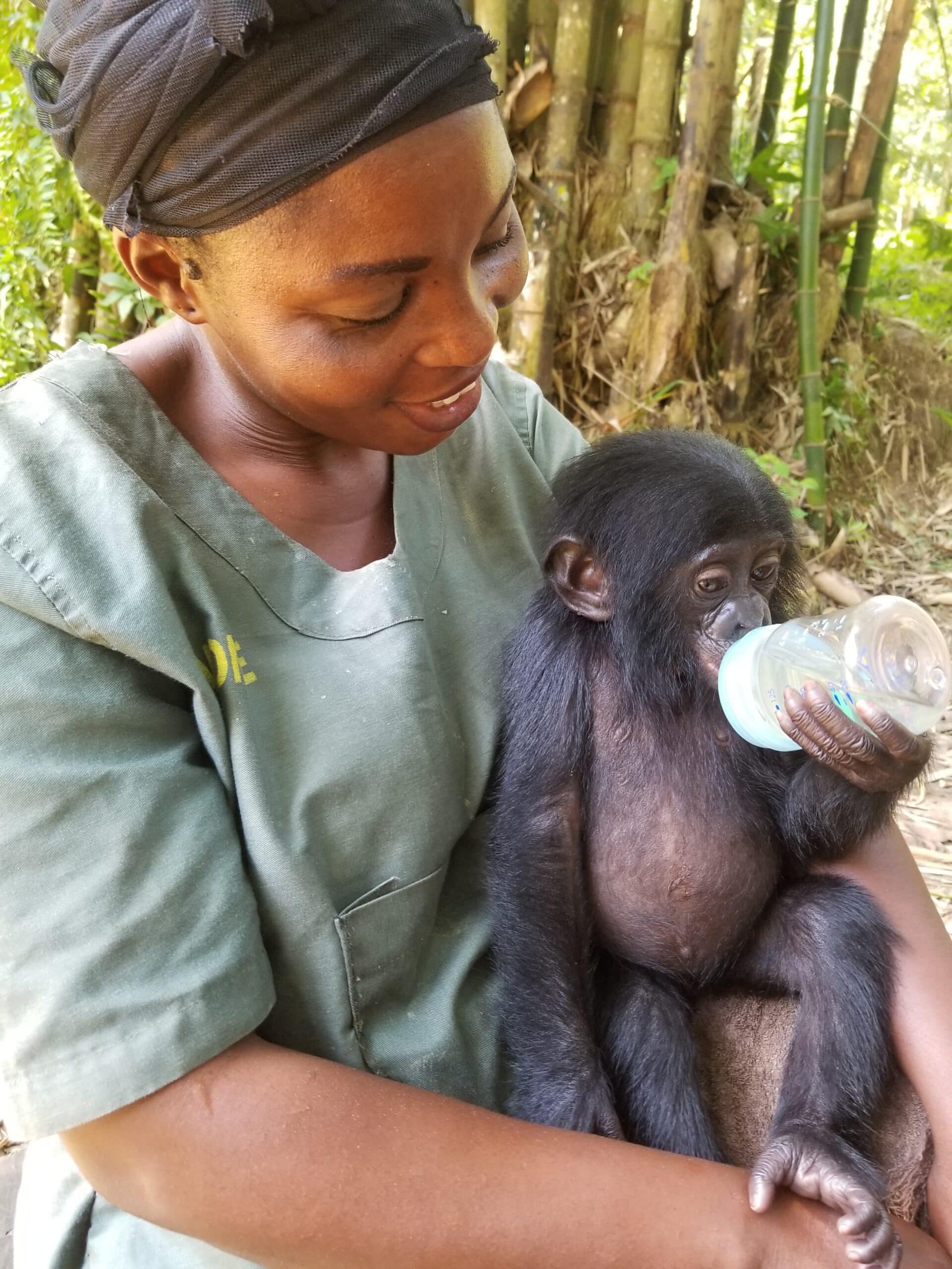 A bonobo orphan, Esake, drinks from a bottle at Lola ya Bonobo sanctuary.
